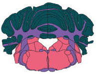 The Mouse Brain Synaptome Atlas